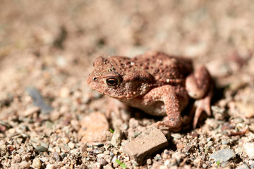 Common toad closeup, bufo bufo