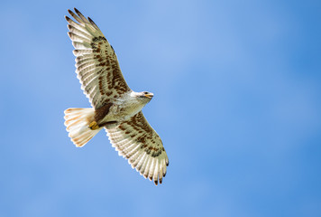 Red tailed hawk