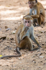 Sri Lanka, Wilpattu National Park