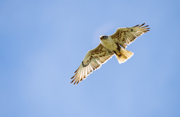 Red tailed hawk