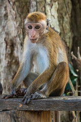 Sri Lanka, Wilpattu National Park