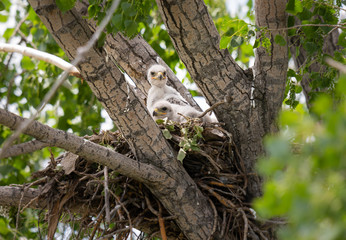 Red tailed hawk