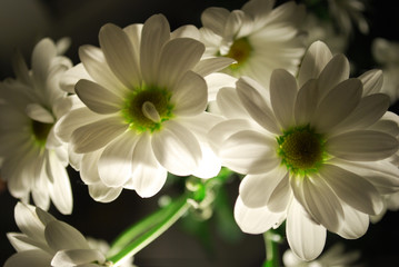 White Chrysanthemum with green parts in in artificial light at night.