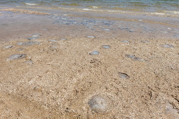 many cornerot jellyfish lie on the seashore after a storm. Bathing hazards