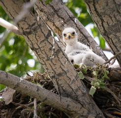 Red tailed hawk