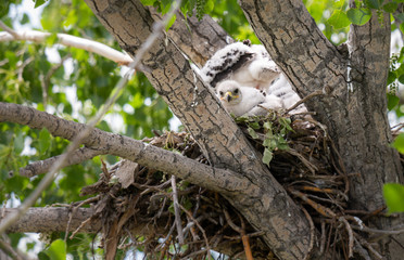 Red tailed hawk