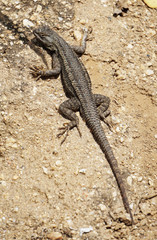 A western fence lizard suns itself along a trail.