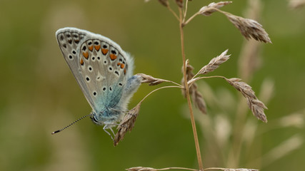 Fototapeta na wymiar Motyl kwiat macro