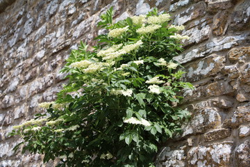 White flower of Sambucus nigra, Sweden
