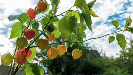 A decorative physalis bush against a background of clouds in the backlight.