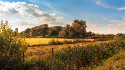 Autumn landscape with reeds, grassland and trees in the background in beautiful light under blue sky with some white clouds. Bourgoyen-Ossemeersen, Ghent, Flanders, Belgium