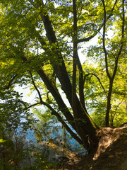 Sun shines through the trees. Walk around Trebuser See. Old Tree. Mobile foto.
