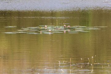 Sri Lanka, Wilpattu National Park