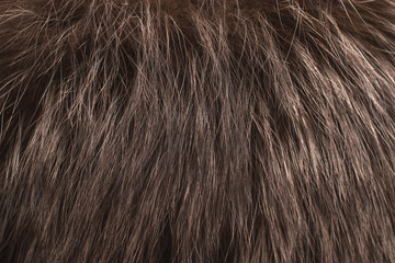 Brown fur as background. Close up