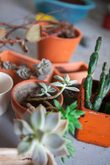 Plant foliage plants in the garden, tidy up succulents, have flower pots and other flowers on the floor