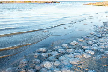 Sea tide line, jellyfish remained on the shore. Bathing hazard