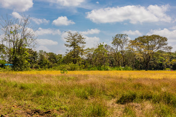 Obraz premium Sri Lanka, temples and landscape around Sigiria and the Liobs Rock
