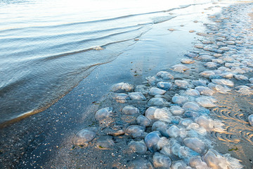 many cornerot jellyfish lie on the seashore after a storm. Bathing hazards © Kateryna