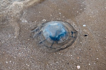 a huge beautiful jellyfish lies on the sand by the sea