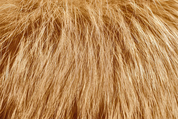 Light fur as background. Close up