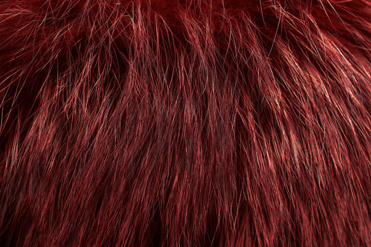 Red Fur As Background. Close Up