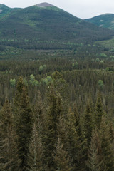 pine trees in the mountains