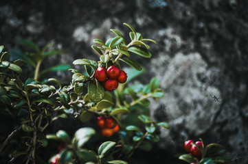 red berries on a branch