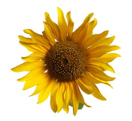 Sunflower isolated on white background, with clipping path