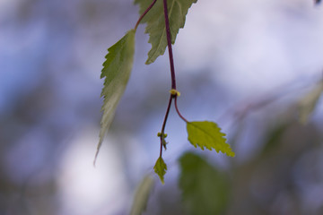 birch branch with green leaves and blue sky background - close up