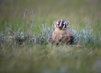 Badger in the wild
