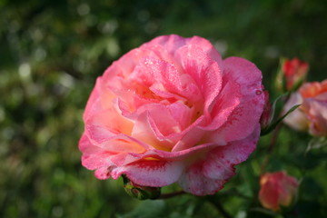 Fototapeta premium Sweet rose
