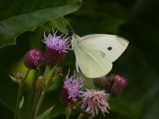 The large white butterfly (Pieris brassicae) - close up of cabbage butterfly on creeping thistle flowers