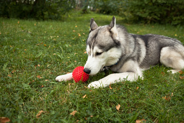 Portrait of a young Siberian husky with a red ball in his mouth. They lie on the green grass in a dog-friendly park.