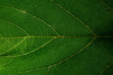 Close up of  green leaf. Background