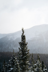 Single tree backed by snowy mountains