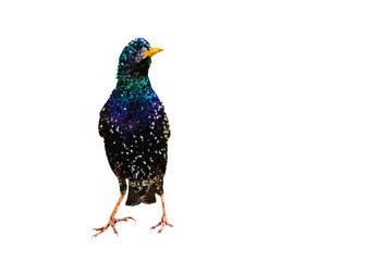 Polygonal bird image. Geometric low poly art. White background. 