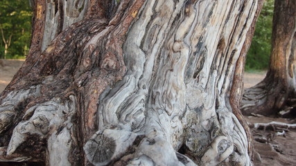 old tree trunk