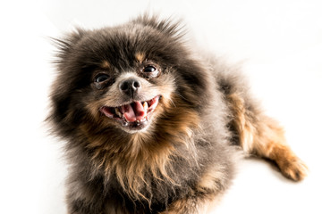 Portraits of pet dogs on white studio background