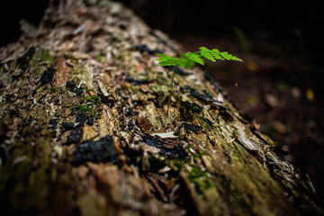 tiny fern growing on log