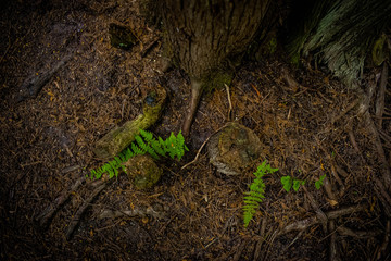 ferns growing below tree