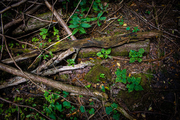 sticks and green