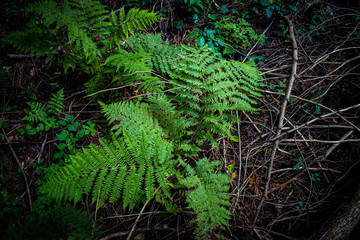 ferns above forest bed