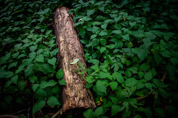 log hiding in sea of green