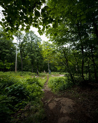 Mountain bikers in the forest