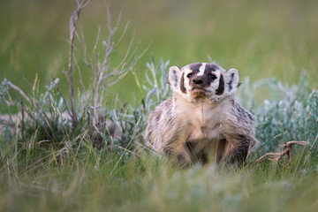 Badger in the wild
