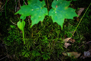 symmetrical leaves over moss