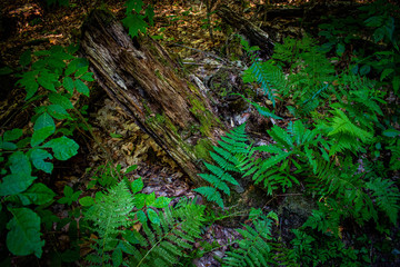 ferns over rotting tree trunk