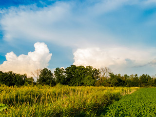 White cumulous storm clouds and blue sky in the distance over a prairie and soybean field.