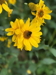 bee on yellow flower