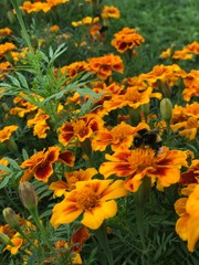 yellow flowers in the garden